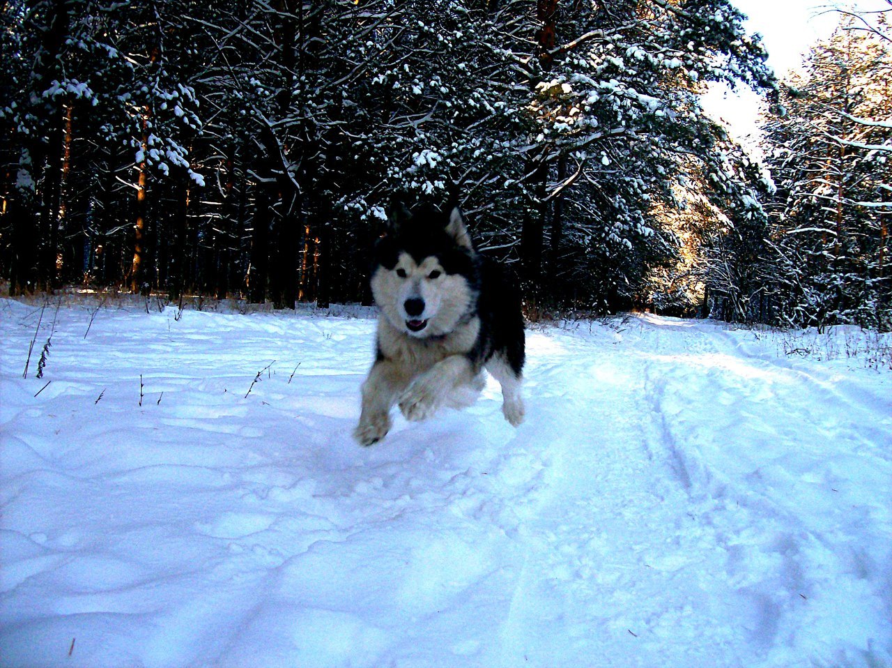 I can flyaaaaaaaaaaaat! - My, Dog, Alaskan Malamute, Bounce