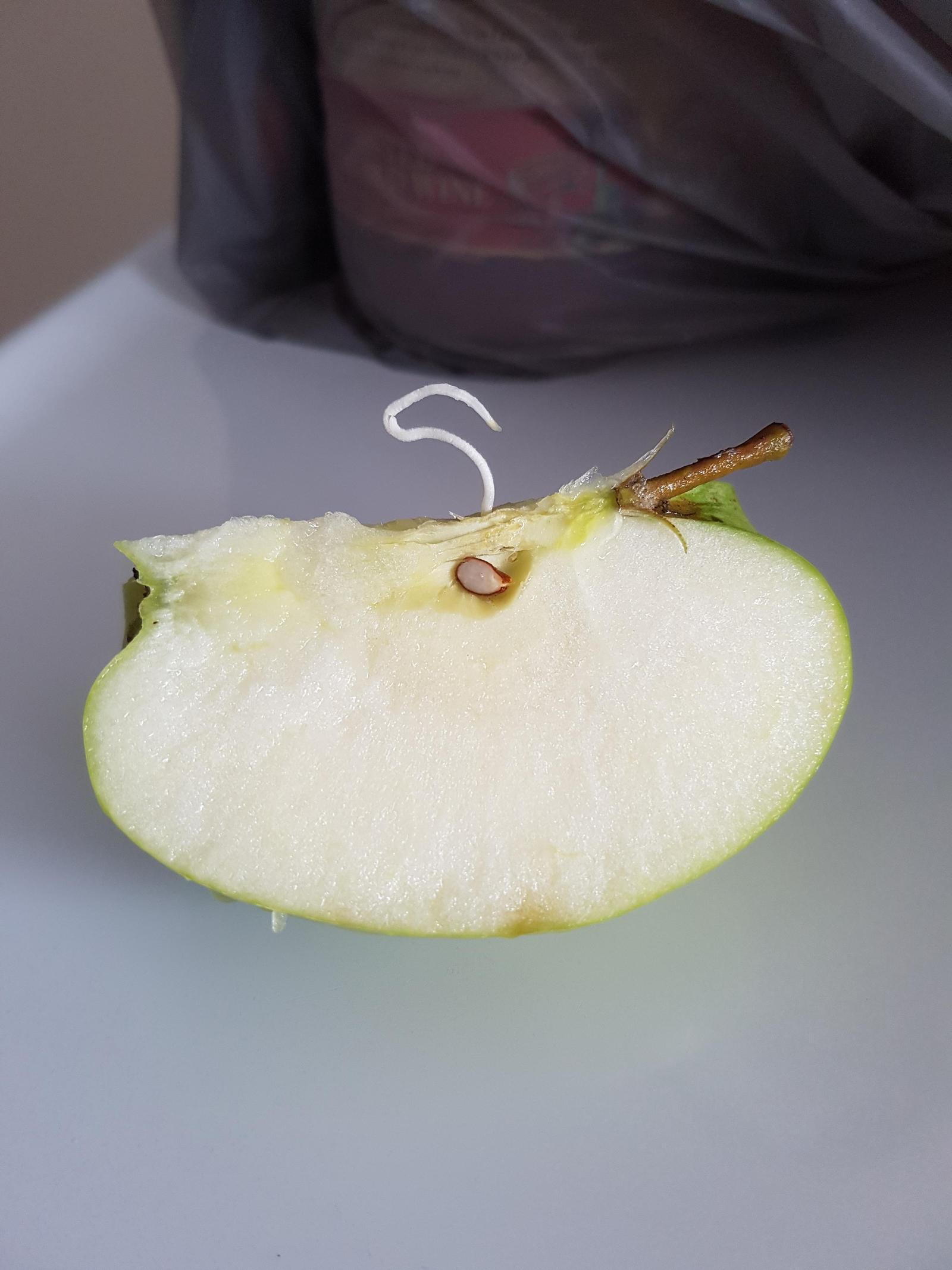 An apple with a germinated seed. - Photo, Apples, Not Apple