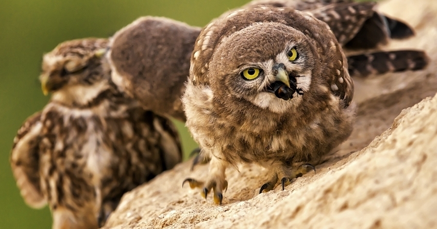 Feeding a family of owls - Photo, Owl, Owl, Feeding, Meal, Birds, Longpost, Food