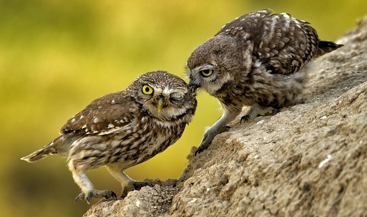 Feeding a family of owls - Photo, Owl, Owl, Feeding, Meal, Birds, Longpost, Food