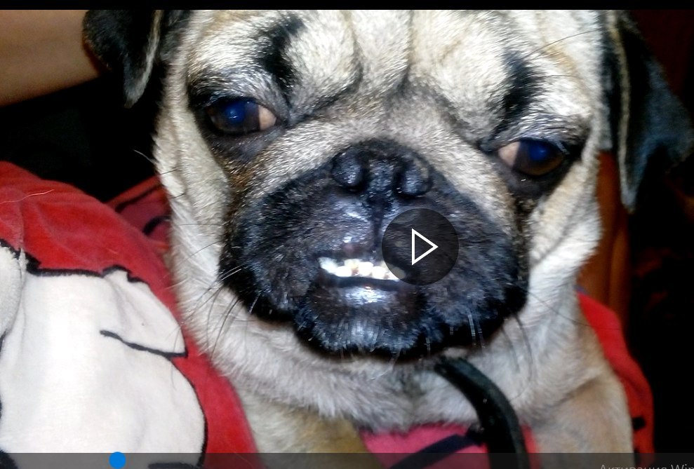 Help! - My, Help, The dog is missing, Dog, Pug, Lost, Help, The strength of the Peekaboo, Yalta