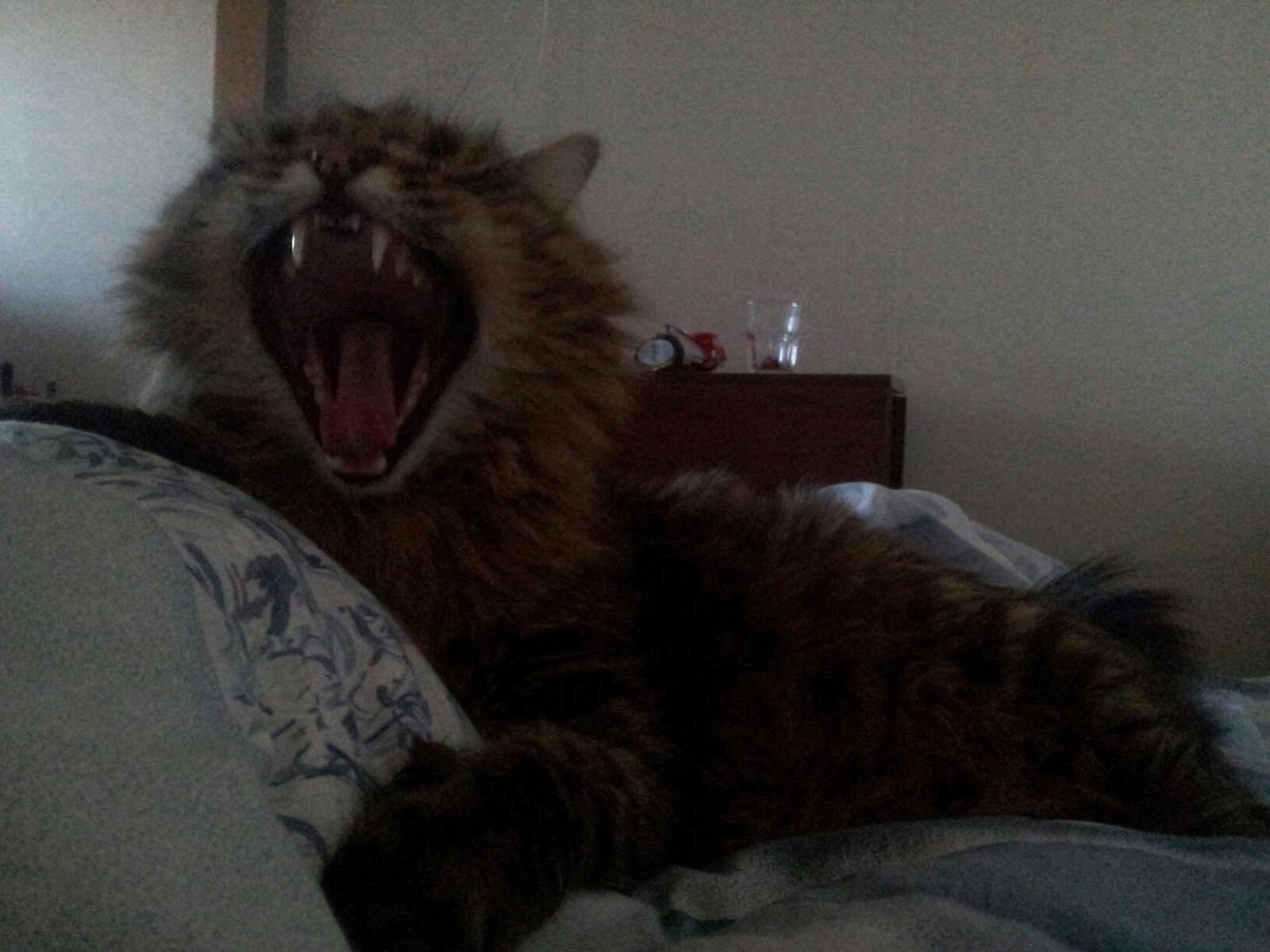 You wake up in the morning and this is... - Monster, cat, The beast, Horror, Homemade, Photo