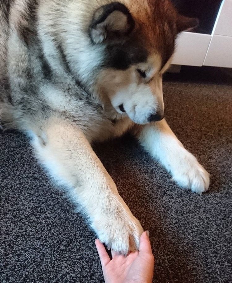 This is Phil. - Alaskan Malamute, Dog, Milota