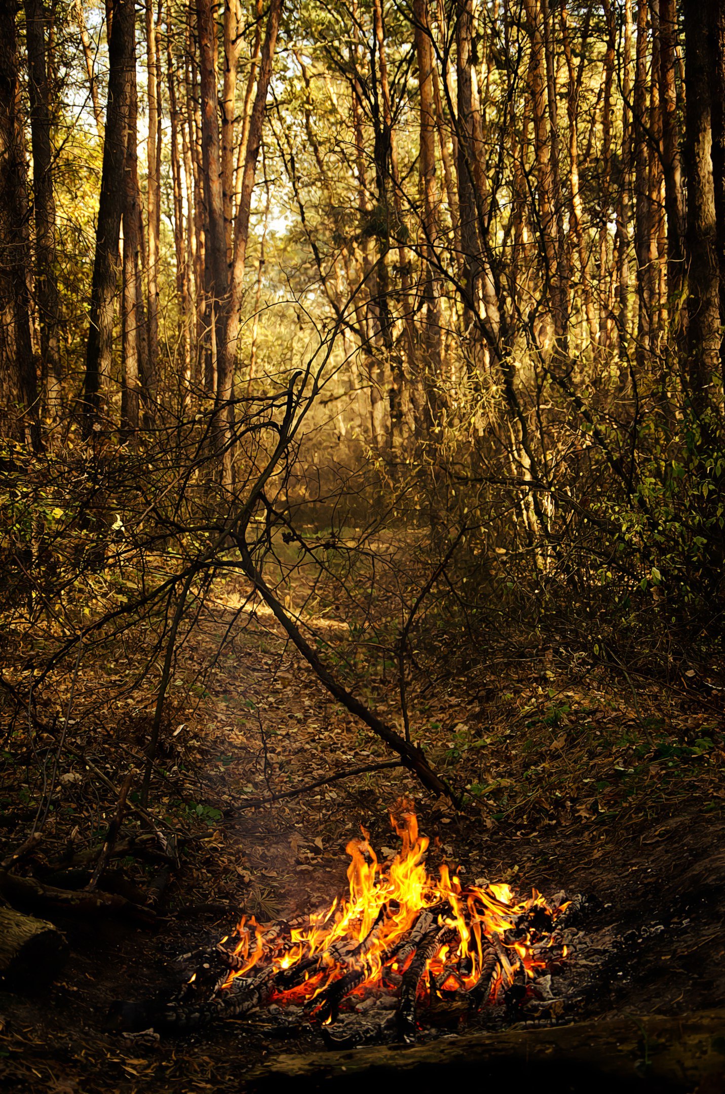 Legend of the Phoenix - My, Phoenix, Legend, PHOTOSESSION, Story, , Forest, Smoke, Longpost