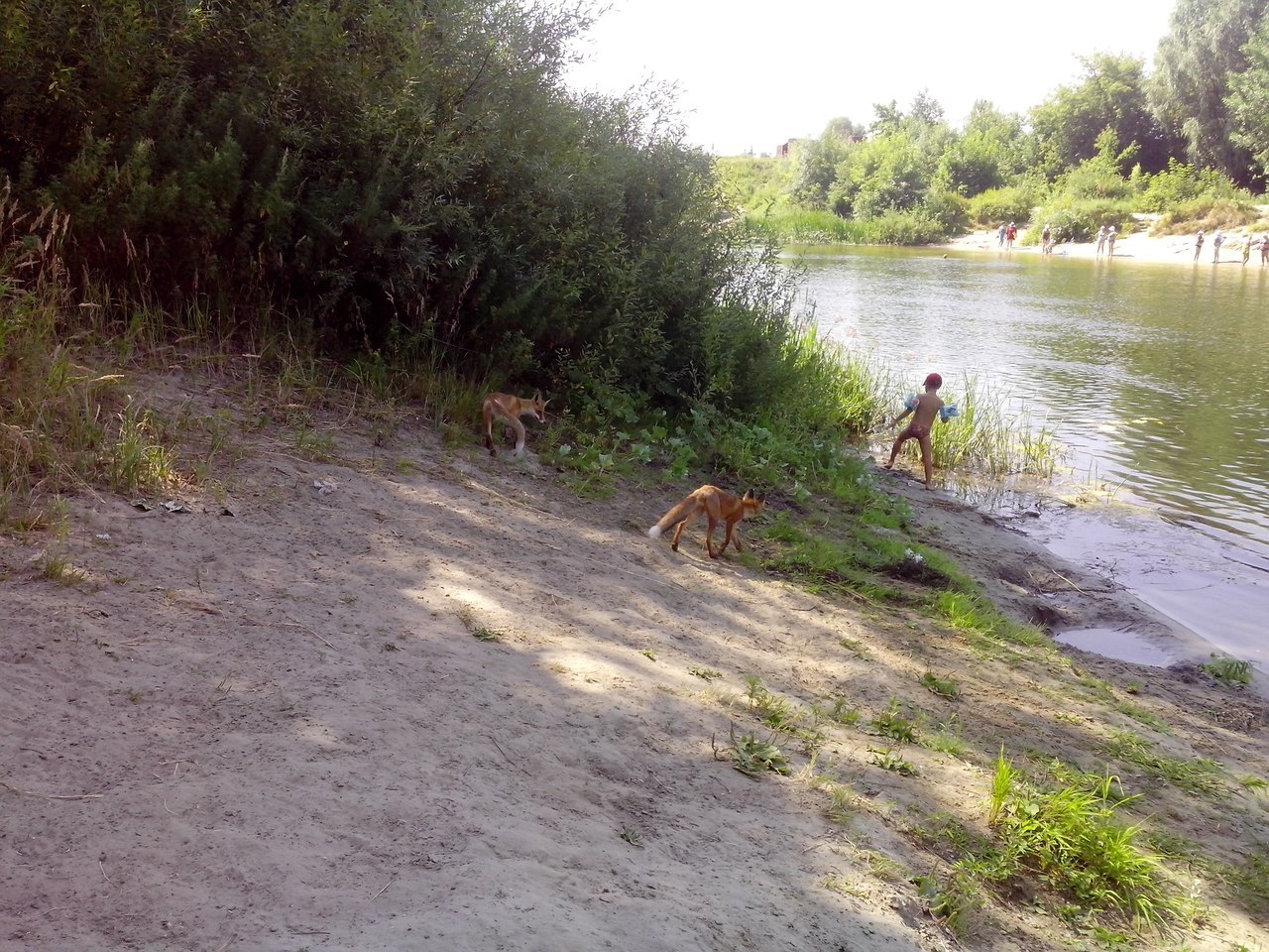 Fox cubs. - My, Fox, Bathing, Summer, River, Longpost, Bathing
