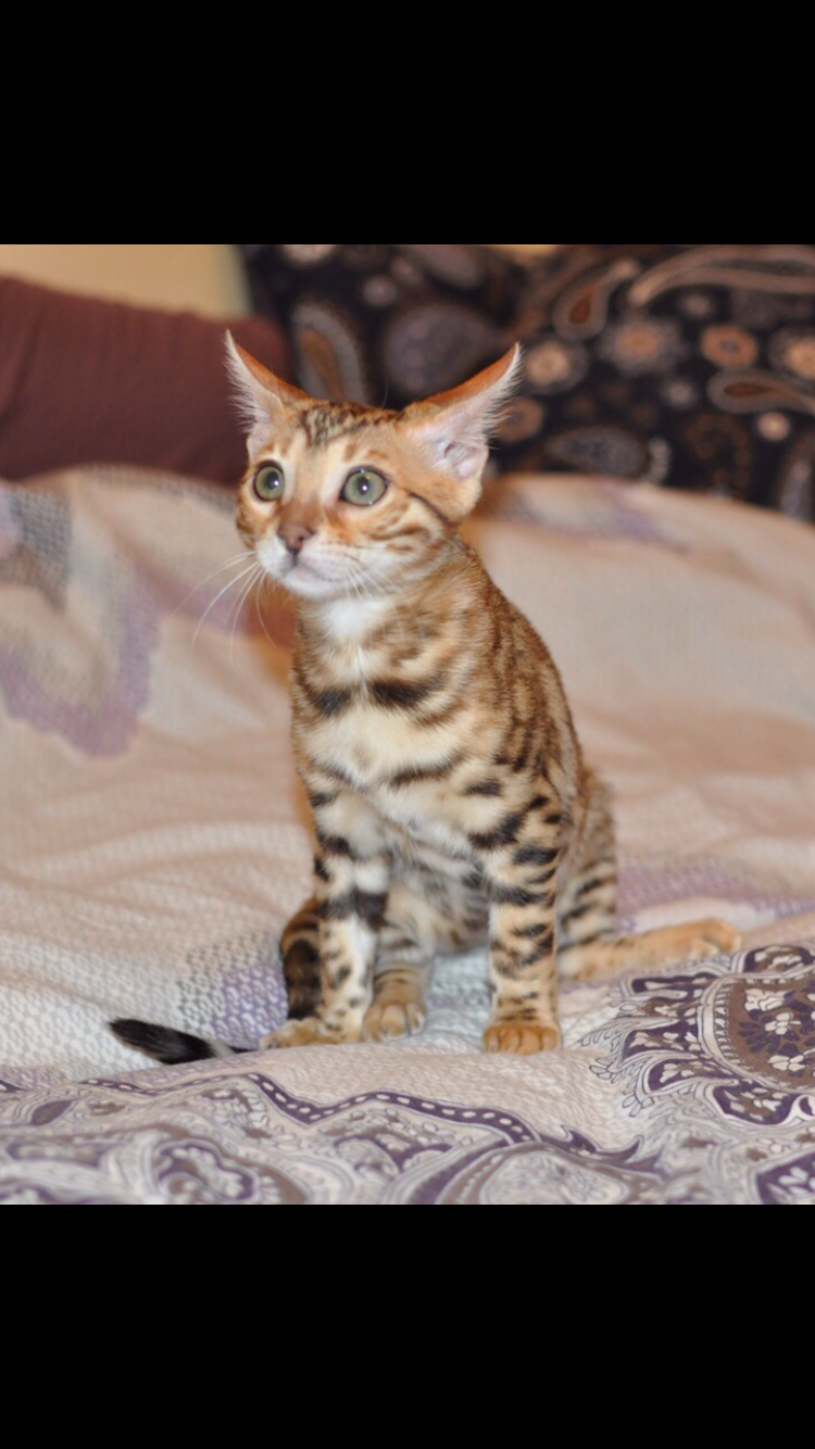 Sitting, waiting for me to decorate the Christmas tree - My, cat, bengal, Bengal cat