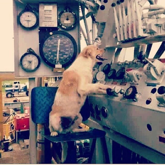 When he prepared himself an assistant on the drilling rig - Drilling, Dog, Help