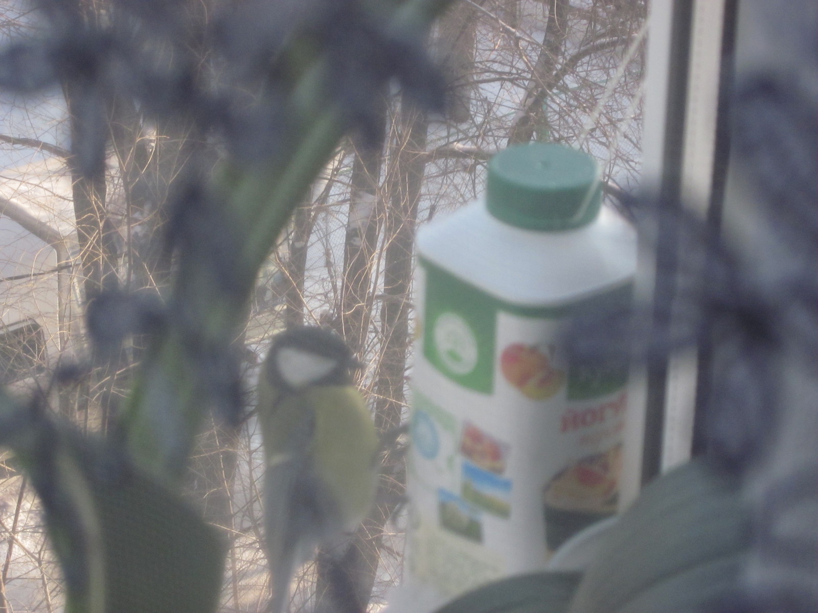 Winter atmosphere, birds, yogurt and millet - Feeding, Winter, Trough, Longpost