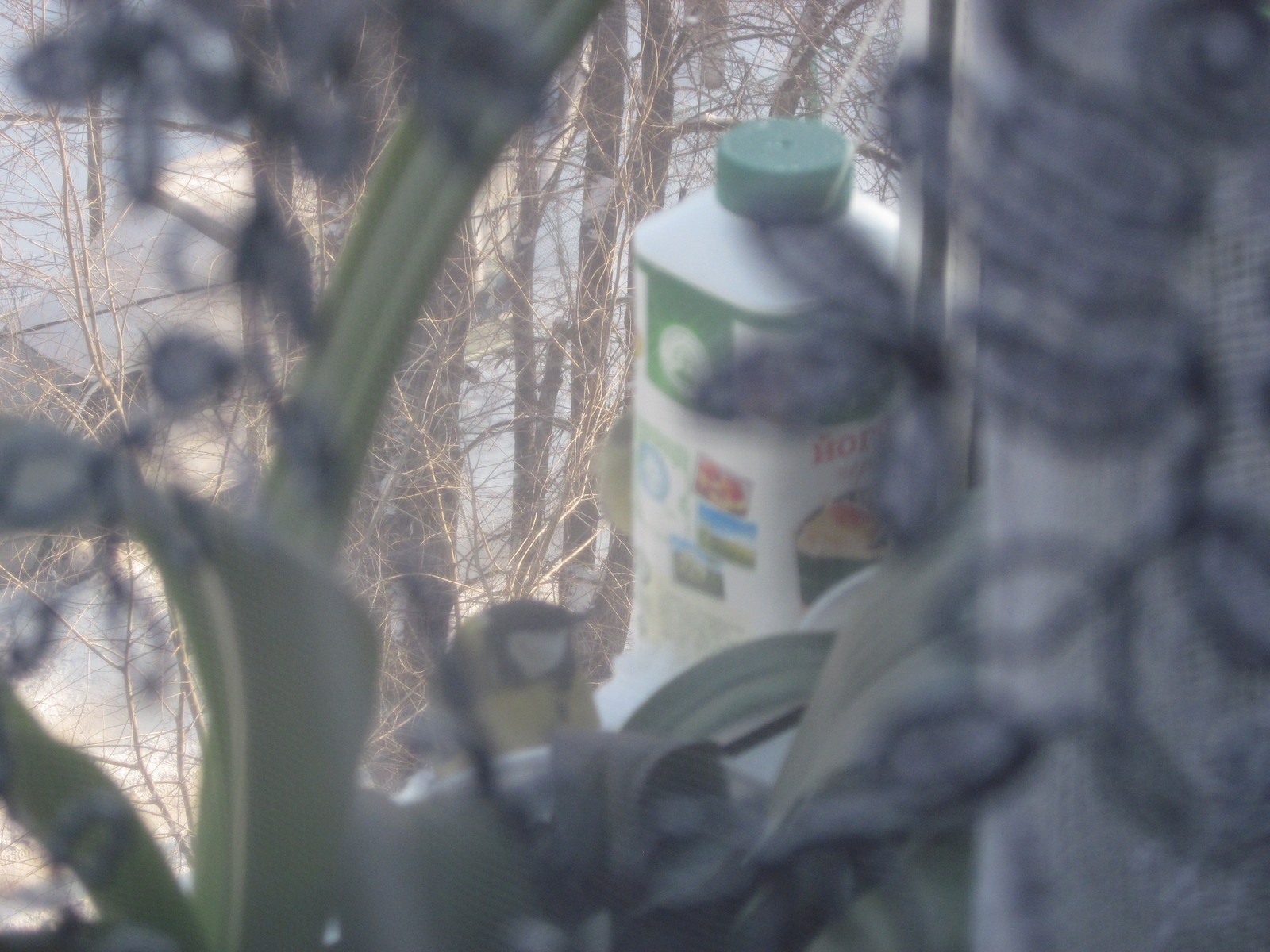 Winter atmosphere, birds, yogurt and millet - Feeding, Winter, Trough, Longpost