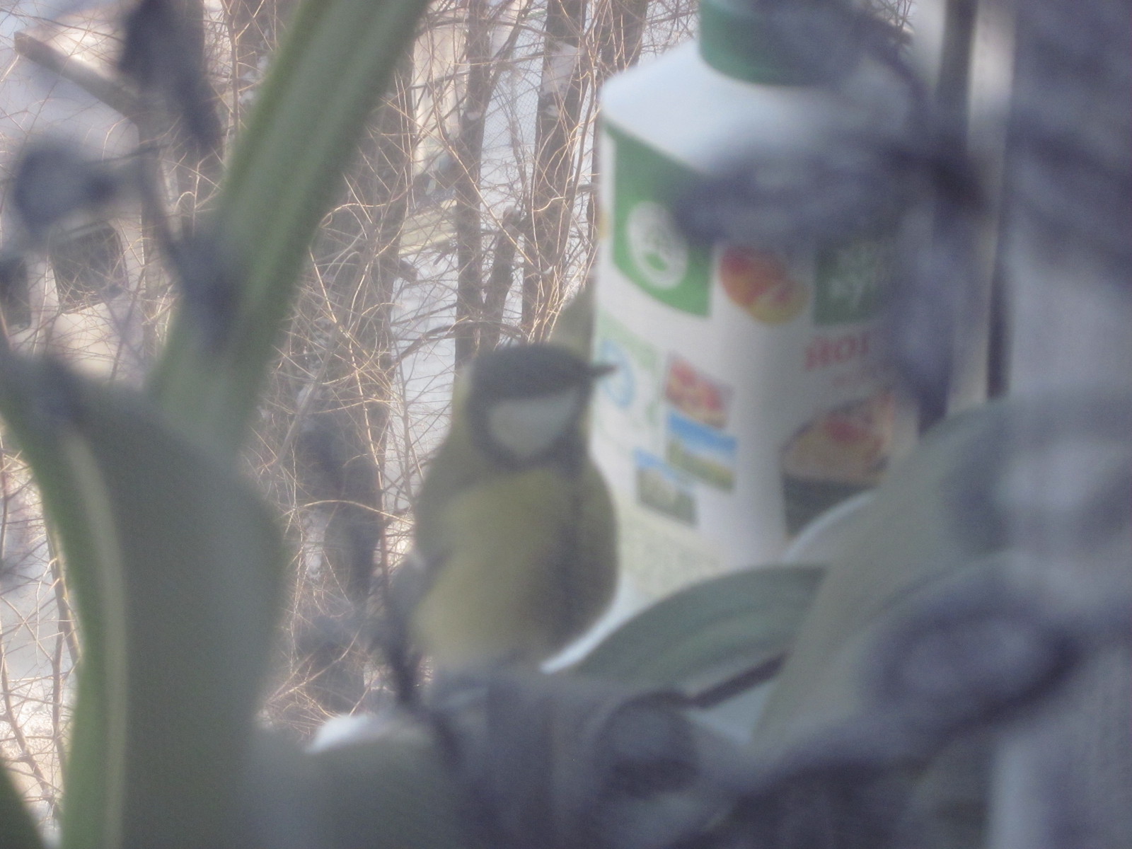 Winter atmosphere, birds, yogurt and millet - Feeding, Winter, Trough, Longpost