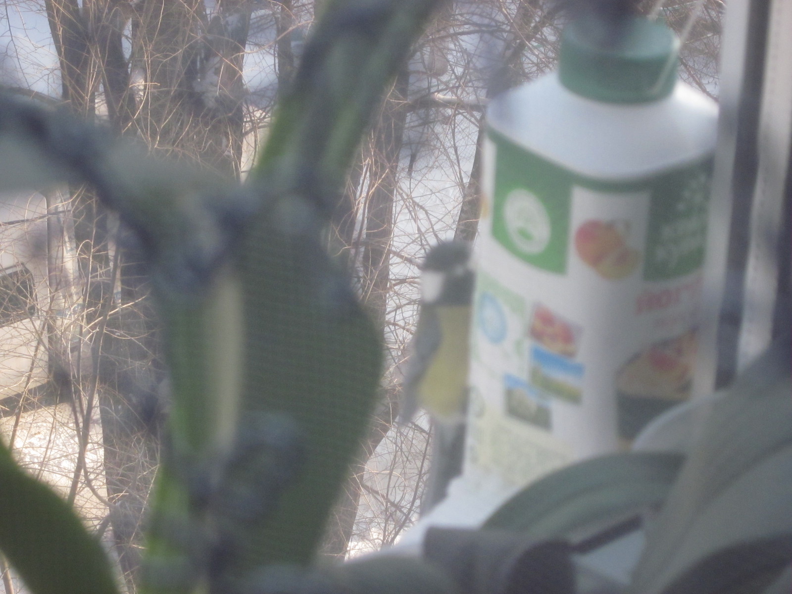 Winter atmosphere, birds, yogurt and millet - Feeding, Winter, Trough, Longpost