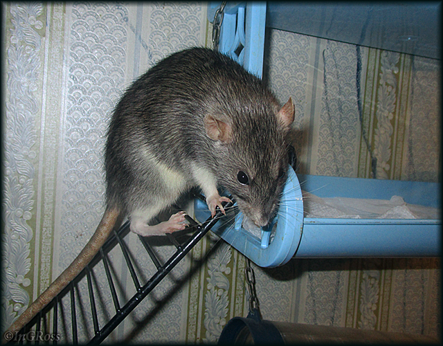 - To sip, or not to sip? That is the question. (bengben) - My, My, Rat, Decorative rats, Rat Chronicles, Agouti, Photo, The photo