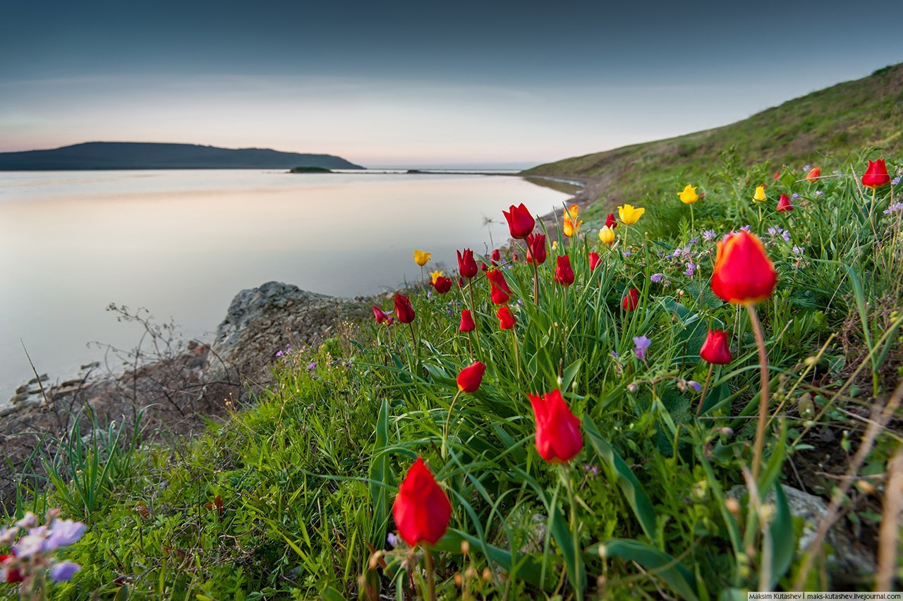 Опукский заповедник Крым тюльпаны