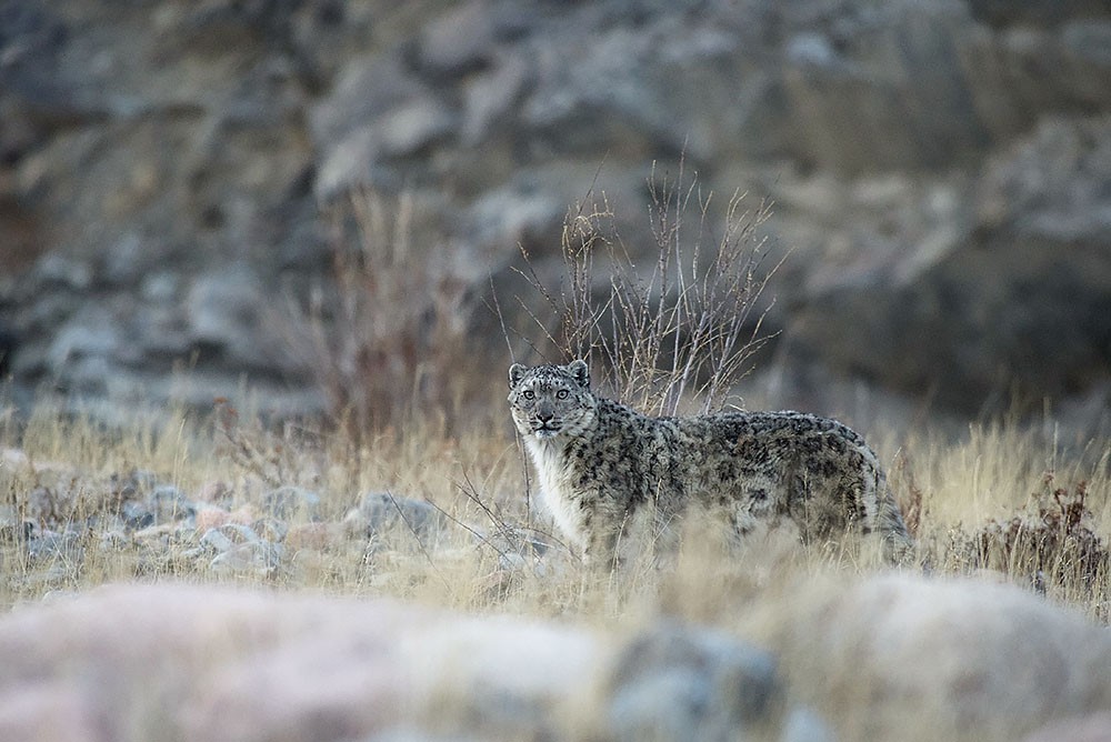 Perfection itself - an irbis, he is a snow leopard - Snow Leopard, Valery Maleev, Longpost