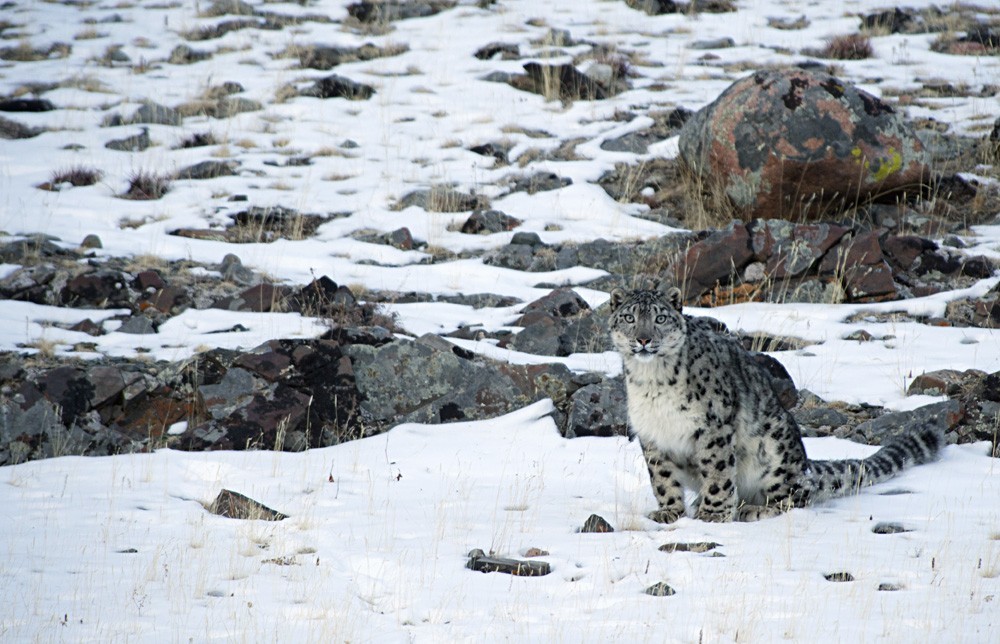 Perfection itself - an irbis, he is a snow leopard - Snow Leopard, Valery Maleev, Longpost