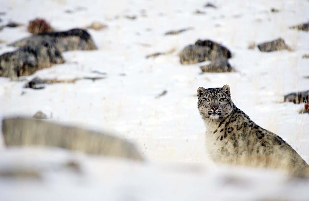 Perfection itself - an irbis, he is a snow leopard - Snow Leopard, Valery Maleev, Longpost