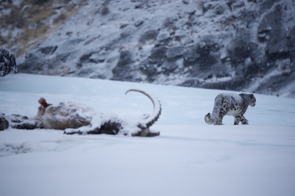 Perfection itself - an irbis, he is a snow leopard - Snow Leopard, Valery Maleev, Longpost