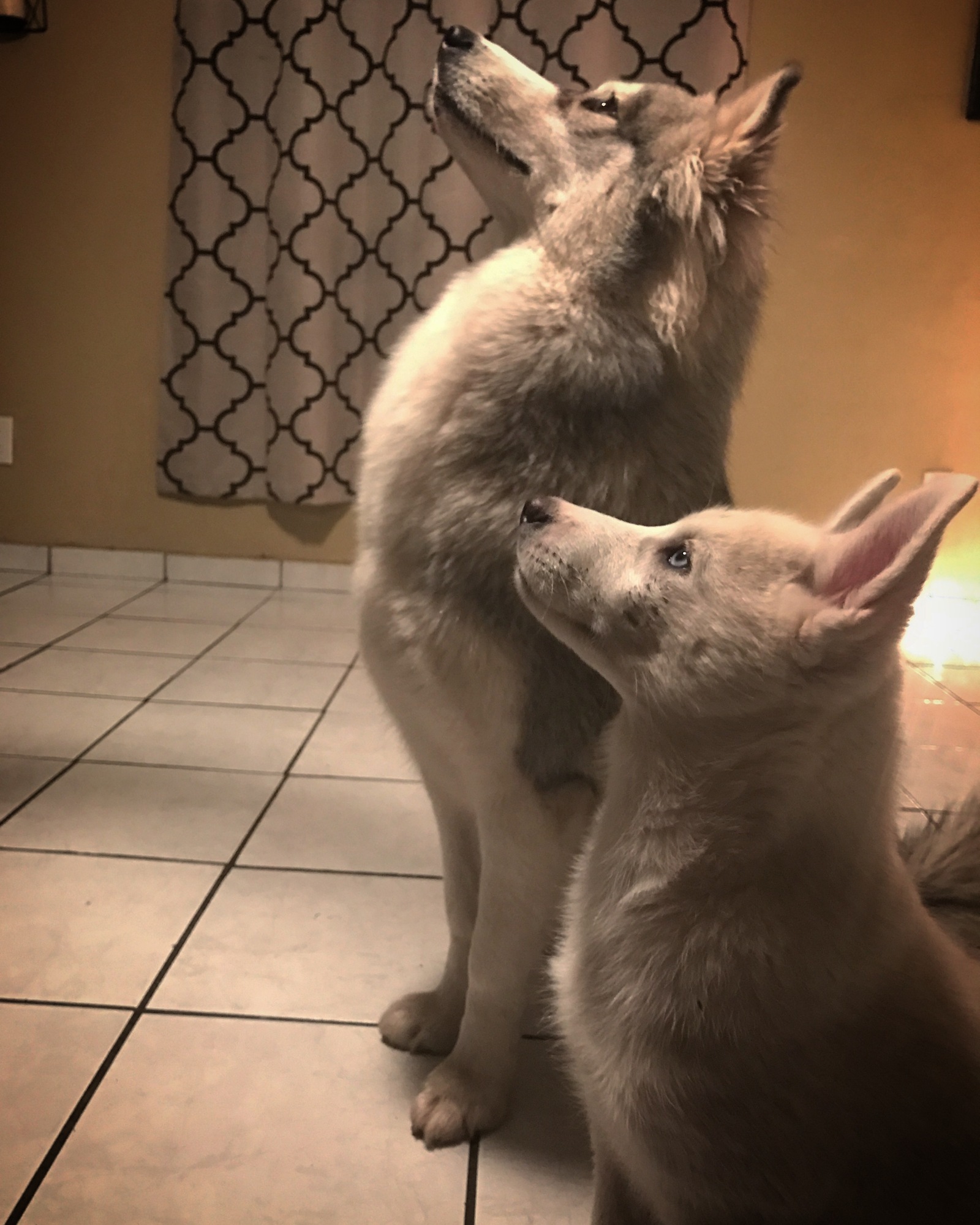 Waiting for tasty treats - Dog, Sight, Pet, Pets