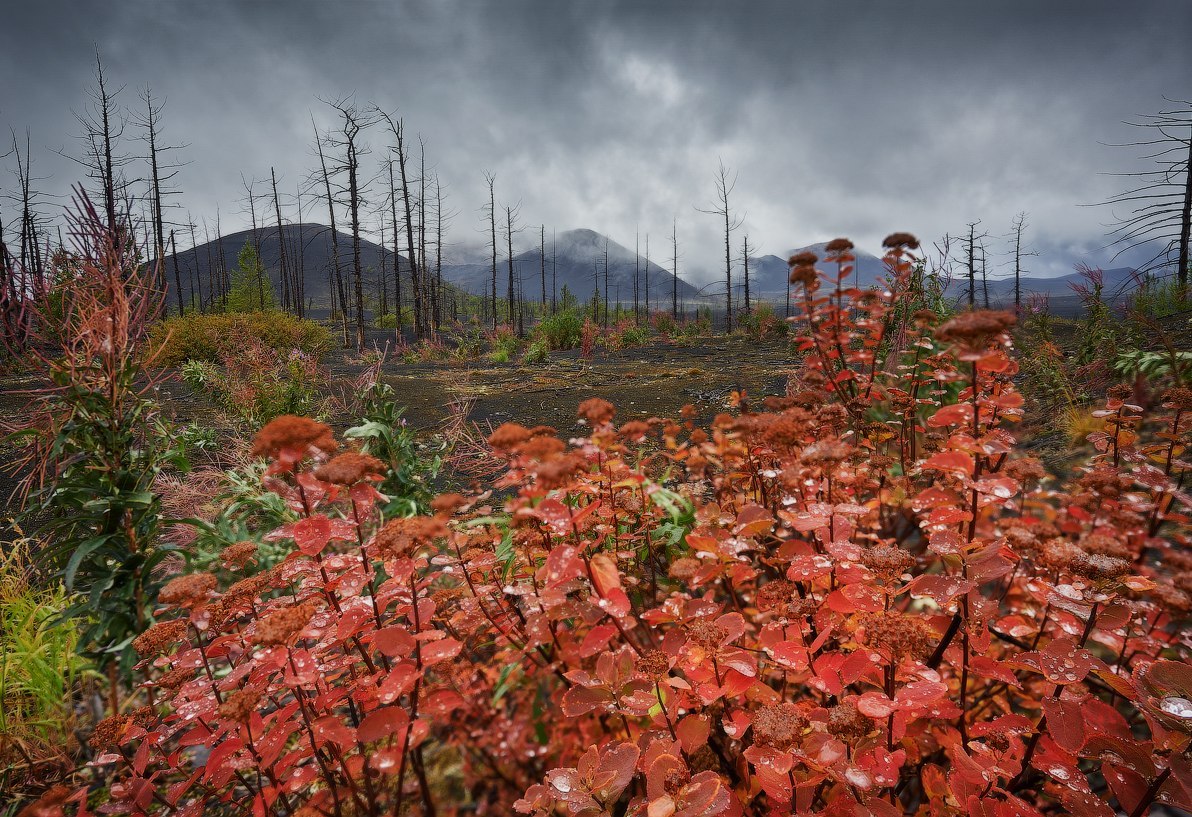 Dead forest - , , Kamchatka, Russia, Photo, Gotta go, Nature, Landscape, Longpost