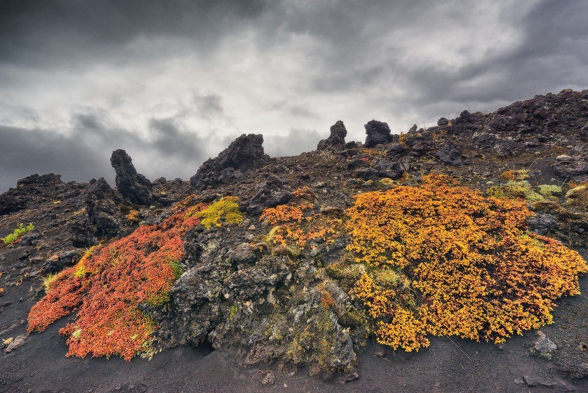 Dead forest - , , Kamchatka, Russia, Photo, Gotta go, Nature, Landscape, Longpost