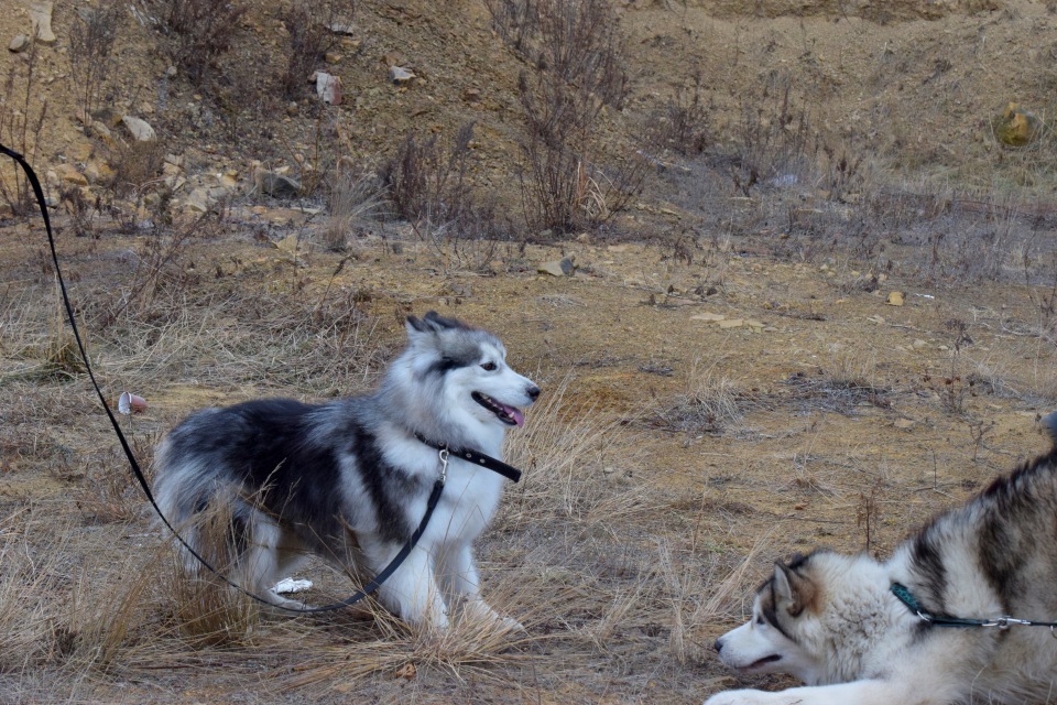 The decision to get two dogs or Rada's socialization - My, Dog, Alaskan Malamute, Socialization, Riding sports, Longpost