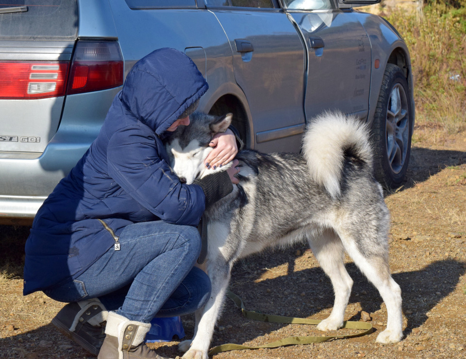 The decision to get two dogs or Rada's socialization - My, Dog, Alaskan Malamute, Socialization, Riding sports, Longpost