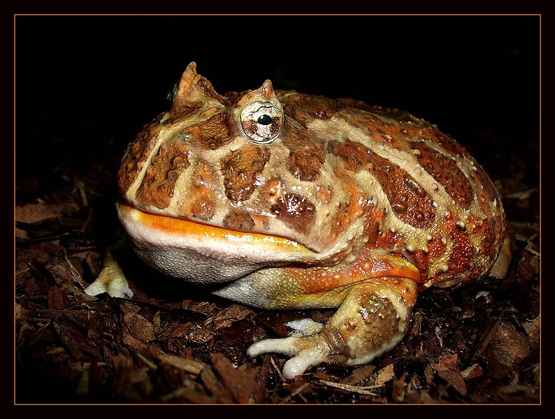 Toads and frogs - Toad, Frogs, Amphibians, Longpost