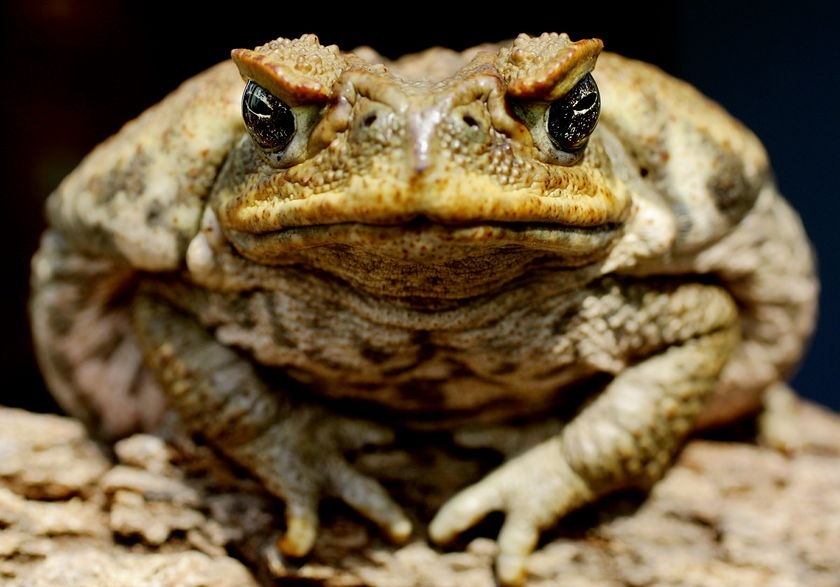 Toads and frogs - Toad, Frogs, Amphibians, Longpost