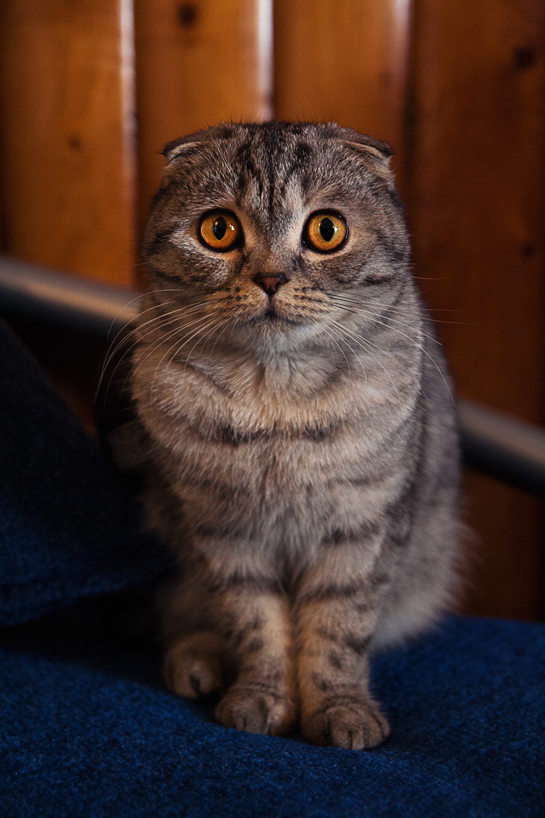 Eva cat portrait - My, My, cat, Photo, Canon 1000d, Tamron, I want criticism