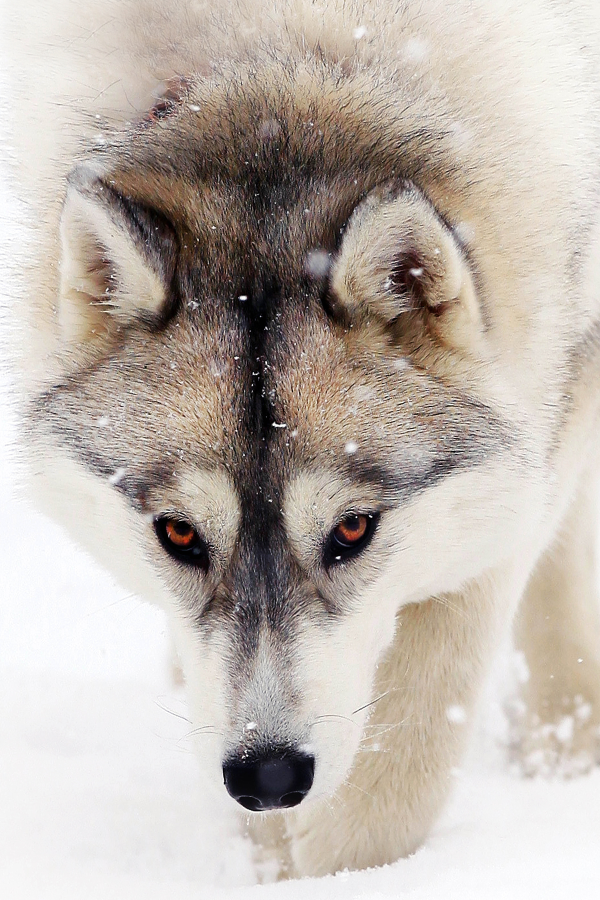 In the native element - Photo, Dog, Husky, Snow, Winter, Longpost