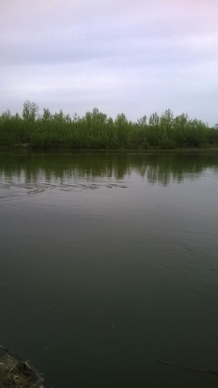 Wet business or Chasing the ghostly carp - My, Report, Fishing, Spring, Longpost, 