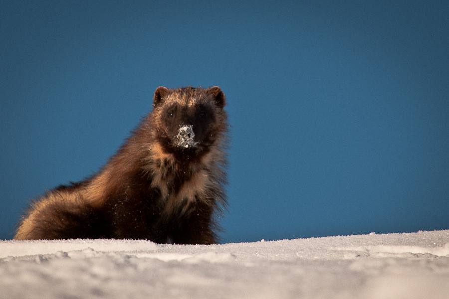 Chukchi wolverines - Chukotka, Winter, Longpost, The photo, Wolverines