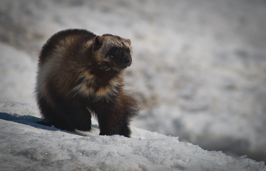 Chukchi wolverines - Chukotka, Winter, Longpost, The photo, Wolverines