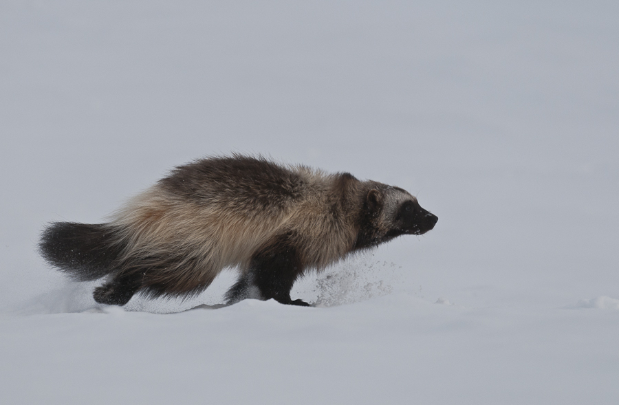 Chukchi wolverines - Chukotka, Winter, Longpost, The photo, Wolverines