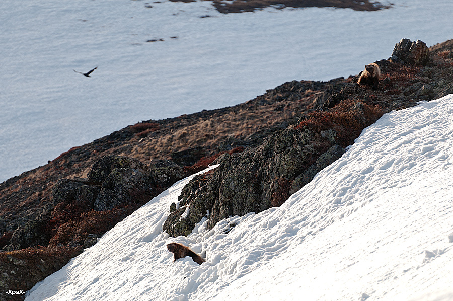 Chukchi wolverines - Chukotka, Winter, Longpost, The photo, Wolverines