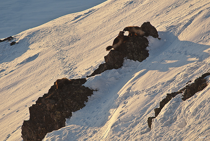 Chukchi wolverines - Chukotka, Winter, Longpost, The photo, Wolverines