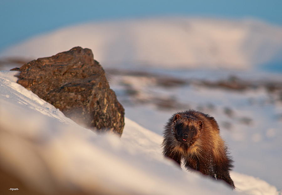 Chukchi wolverines - Chukotka, Winter, Longpost, The photo, Wolverines