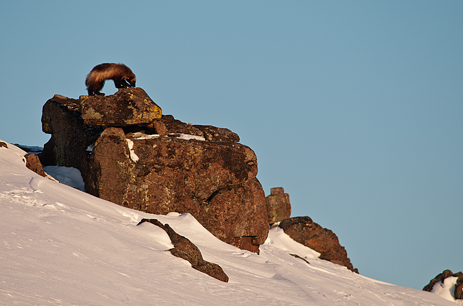 Chukchi wolverines - Chukotka, Winter, Longpost, The photo, Wolverines