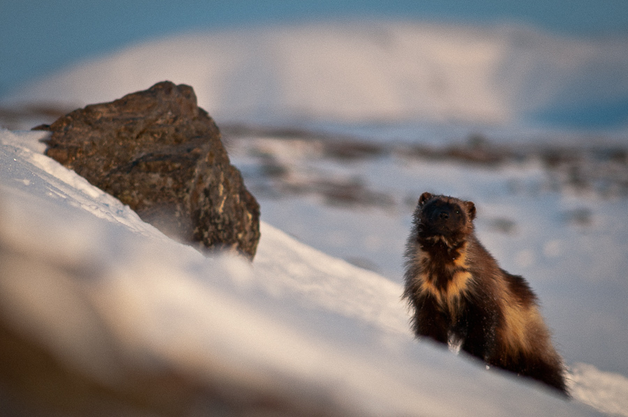 Chukchi wolverines - Chukotka, Winter, Longpost, The photo, Wolverines