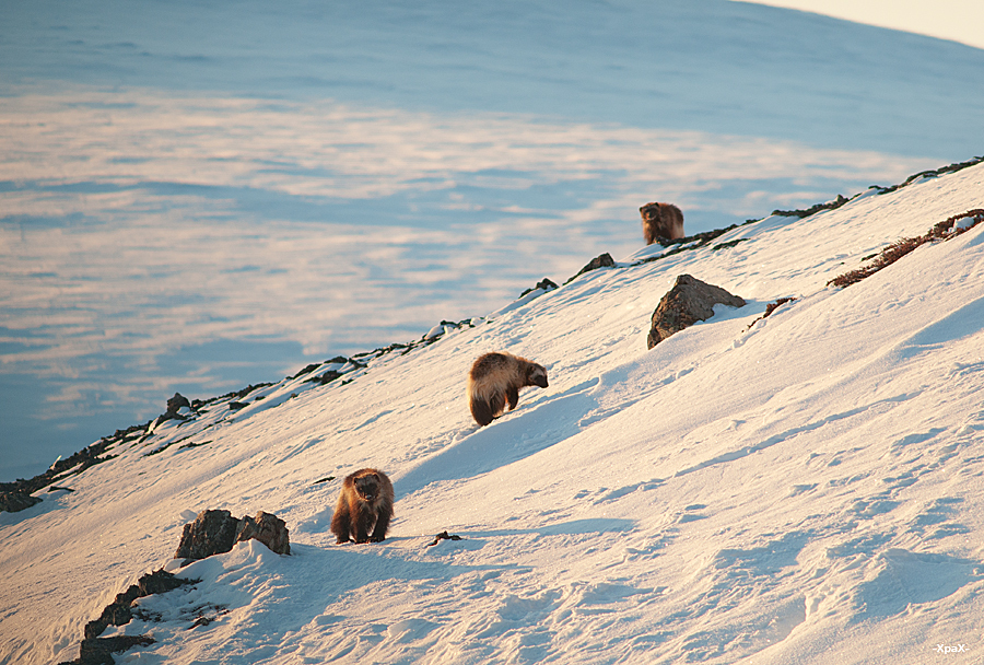 Chukchi wolverines - Chukotka, Winter, Longpost, The photo, Wolverines