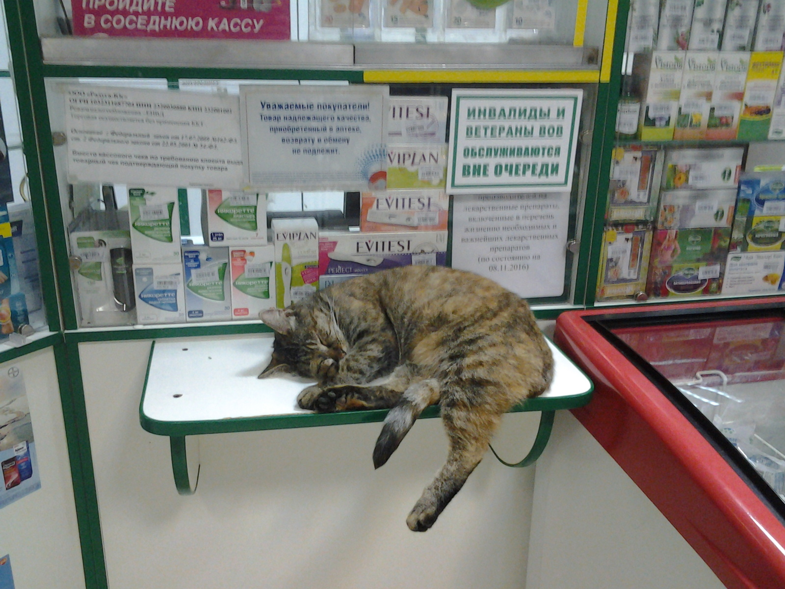 cat in the pharmacy - My, cat, Pharmacy, Milota, My