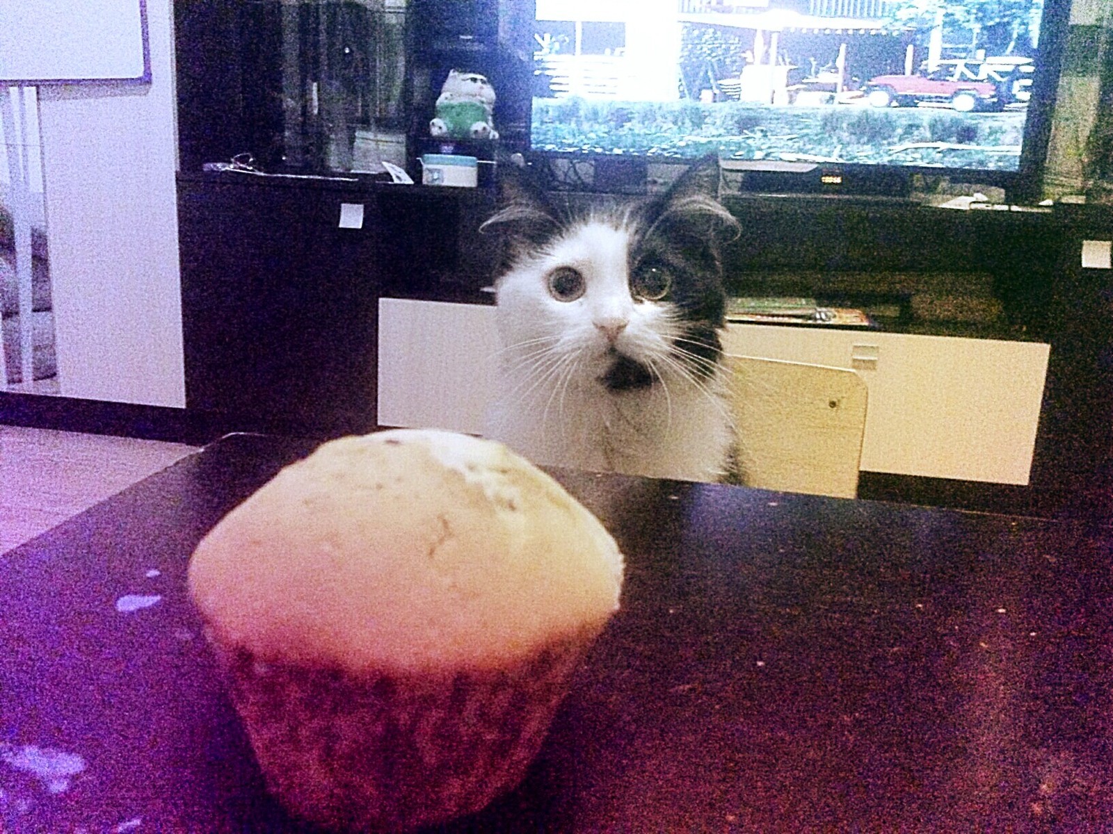 This look - My, cat, Cake, Emotions