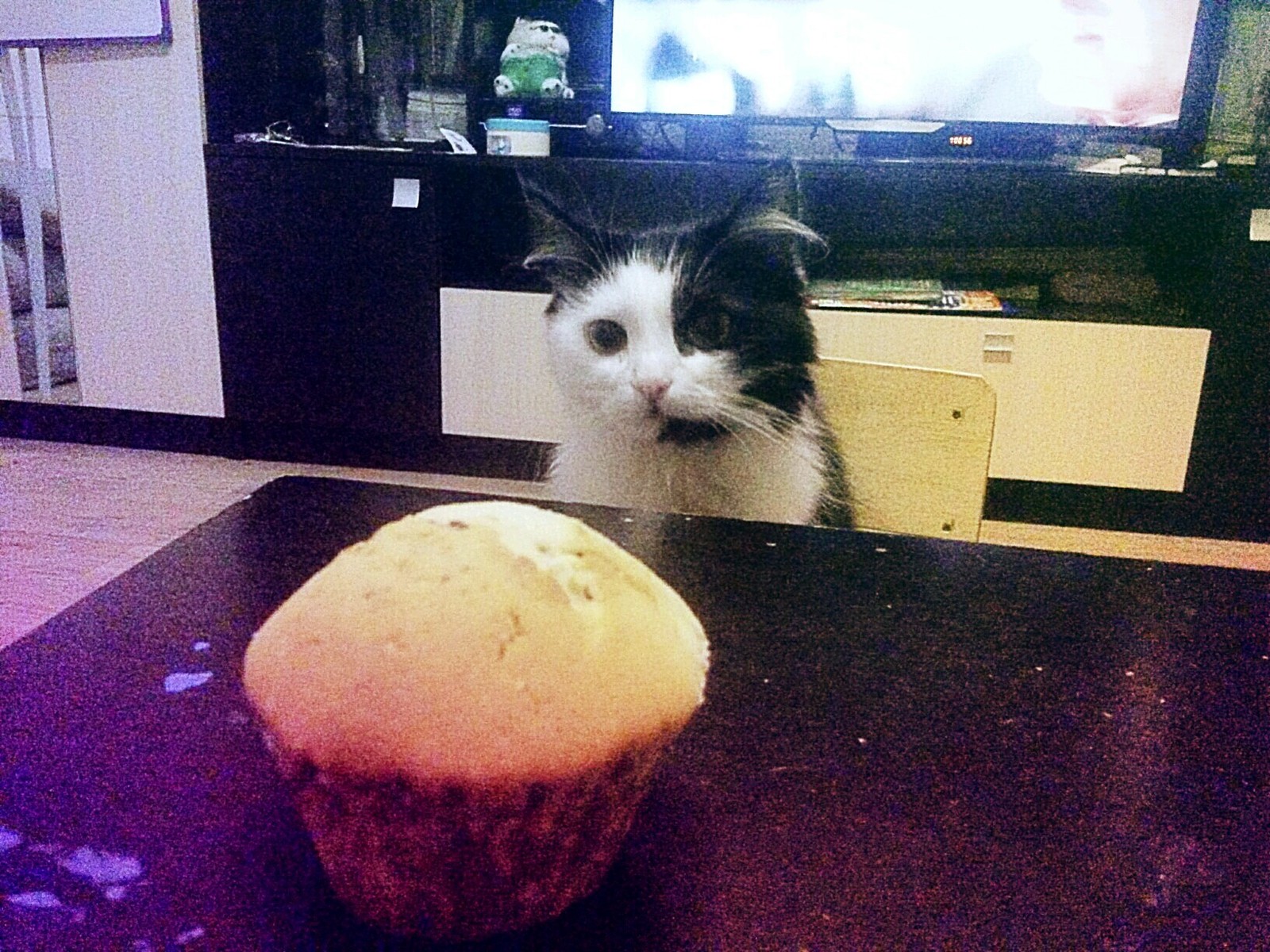 This look - My, cat, Cake, Emotions