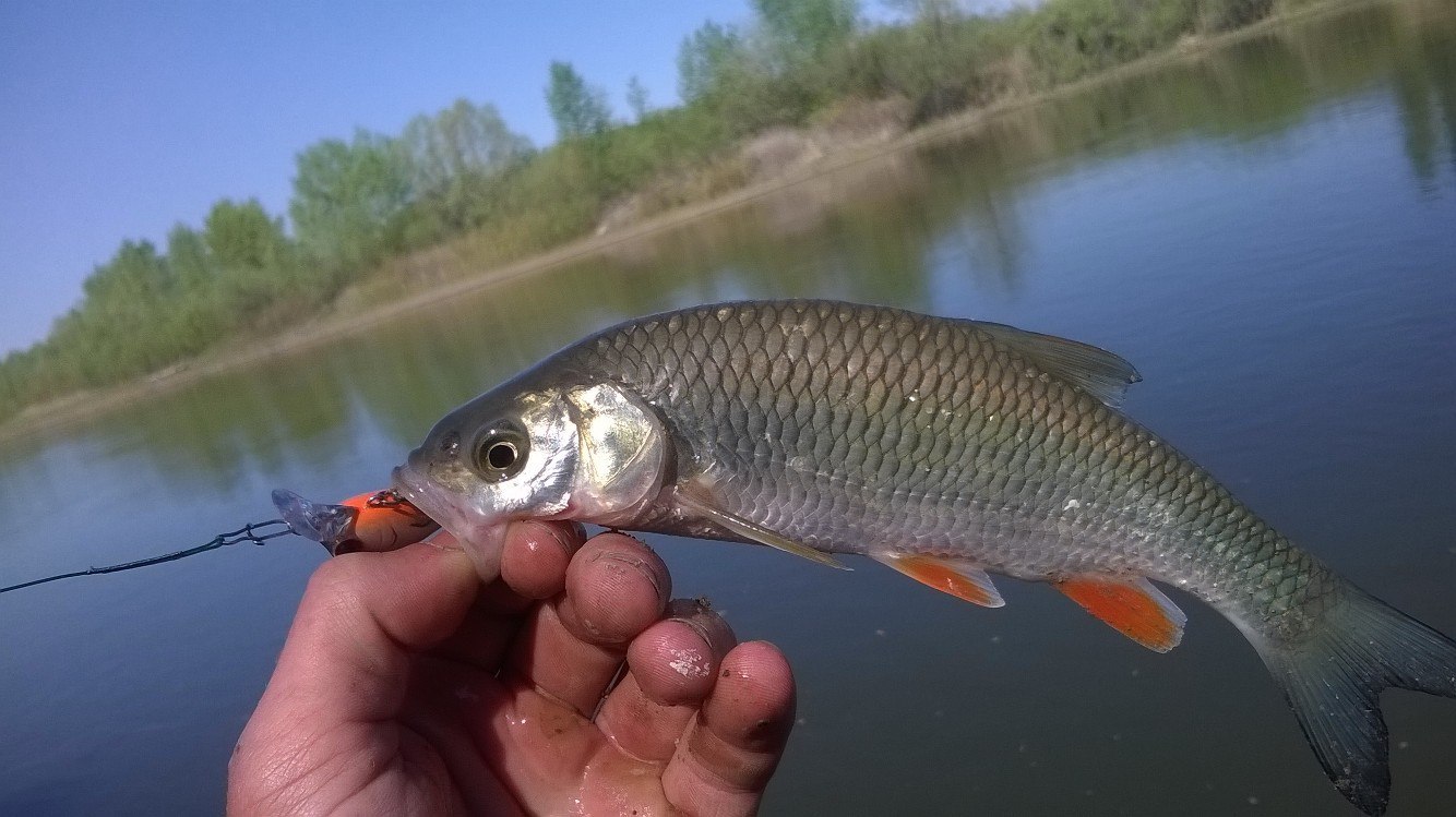 Cold May morning - My, Report, Fishing, Spring, Longpost, 