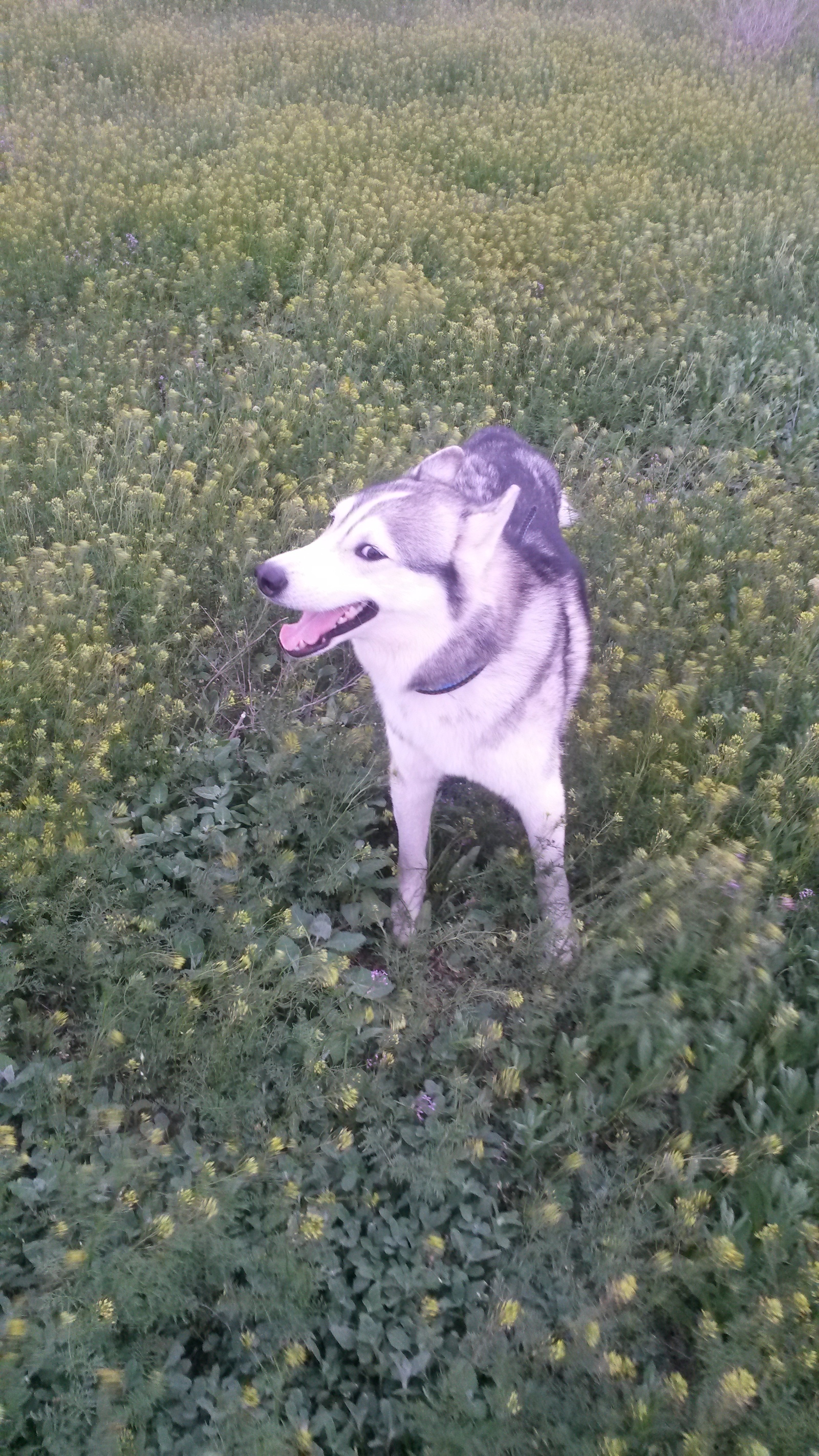 Who is the good boy? - My, Husky, Pet, Longpost, Pets