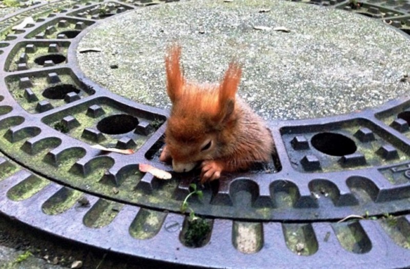 In the city of Munich in southern Germany, passers-by rescued a squirrel stuck in a manhole cover. - Squirrel, Munich, The rescue, Luke, Longpost