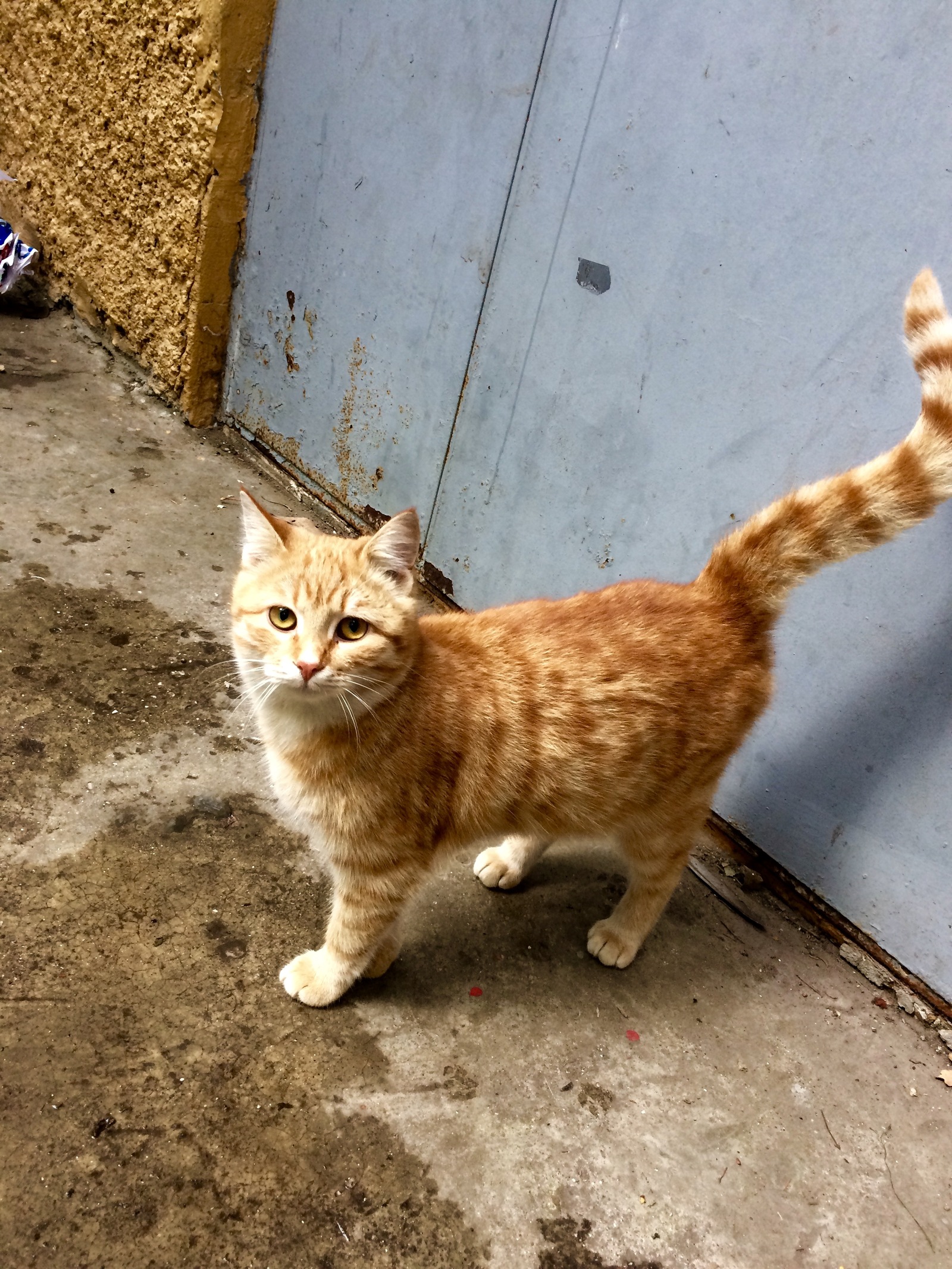 Crimean little animals - My, cat, Piggy, Dog, Crimea, Yalta, Animals, Tramp, Autumn, Longpost