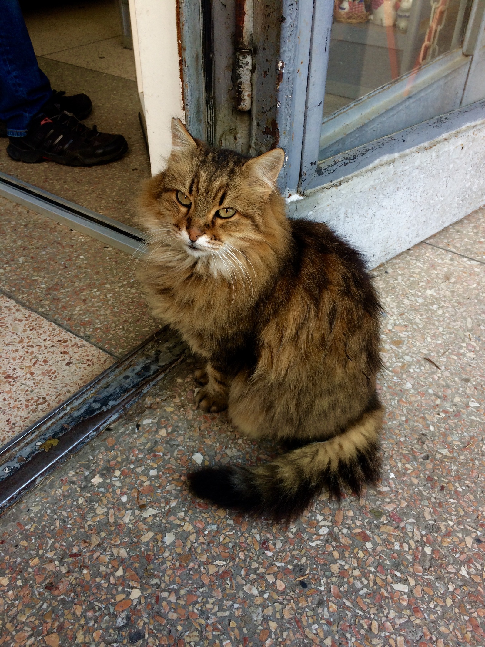 Crimean little animals - My, cat, Piggy, Dog, Crimea, Yalta, Animals, Tramp, Autumn, Longpost