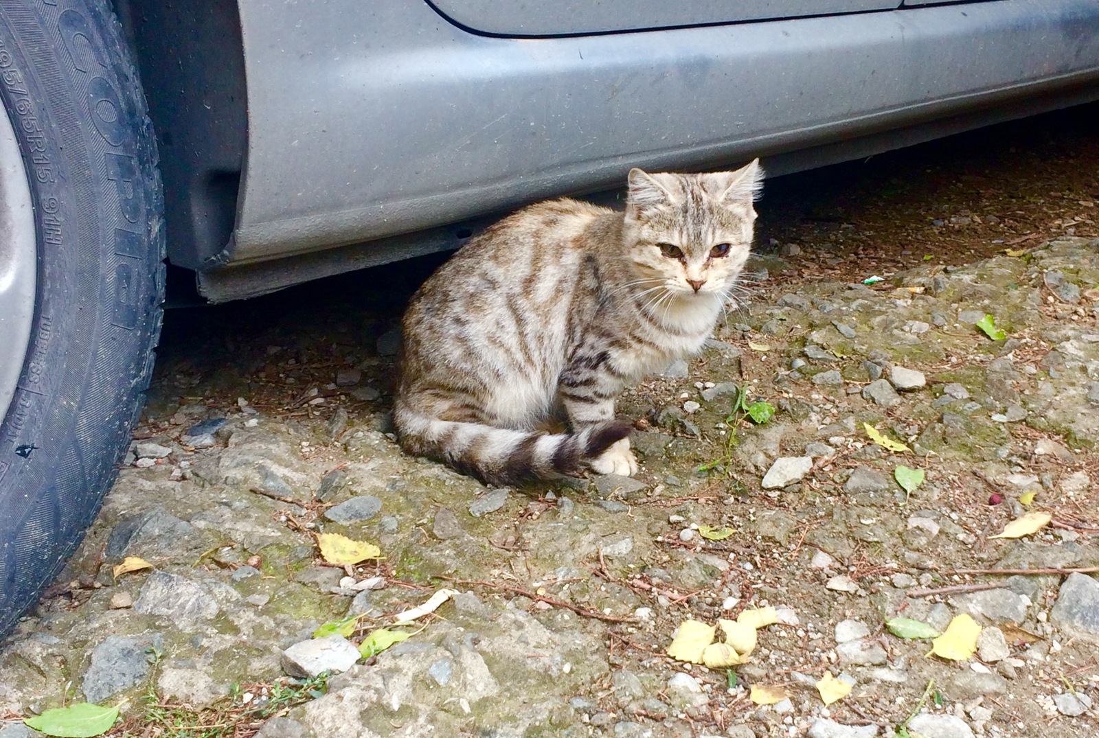 Crimean little animals - My, cat, Piggy, Dog, Crimea, Yalta, Animals, Tramp, Autumn, Longpost