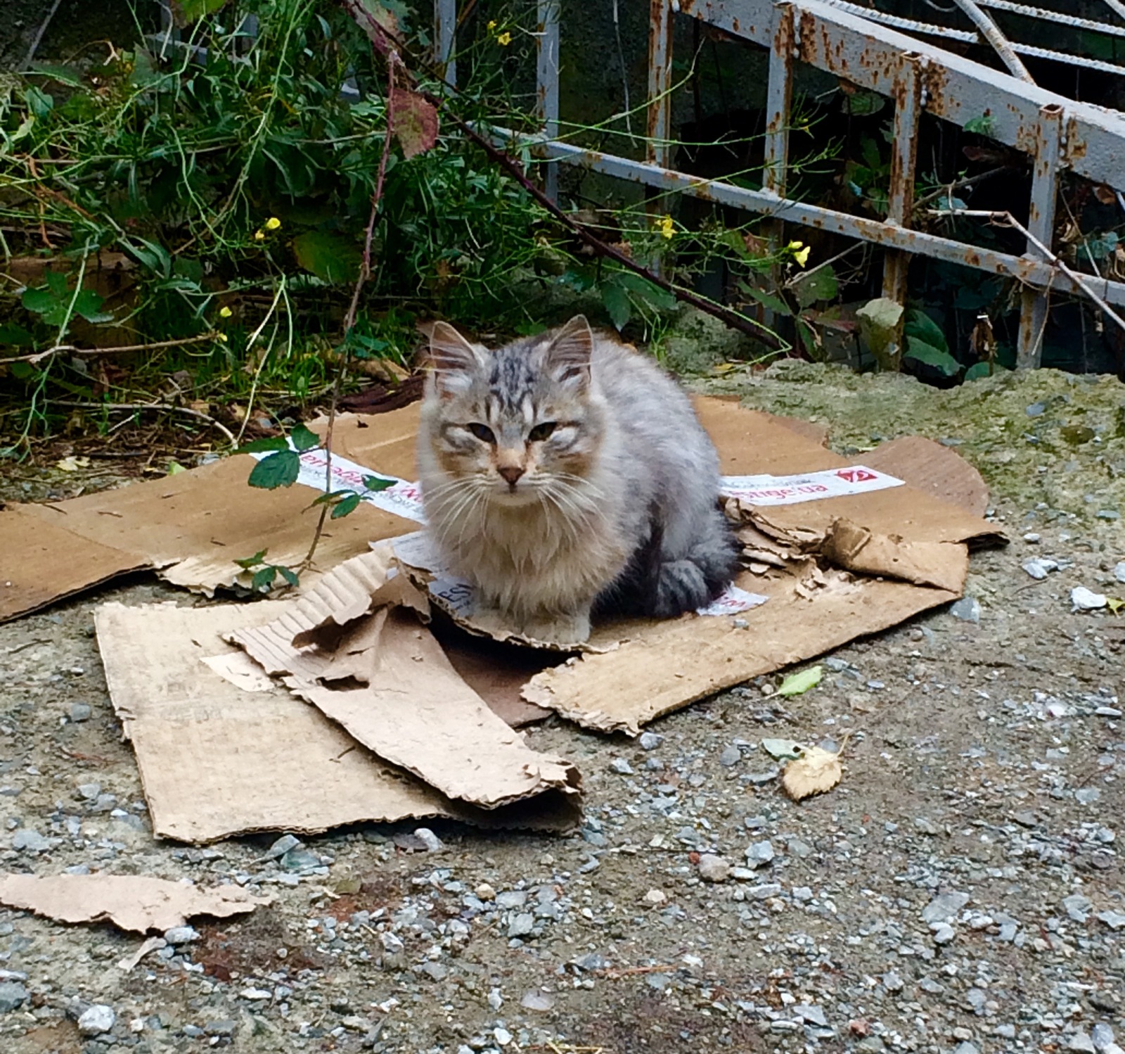 Crimean little animals - My, cat, Piggy, Dog, Crimea, Yalta, Animals, Tramp, Autumn, Longpost